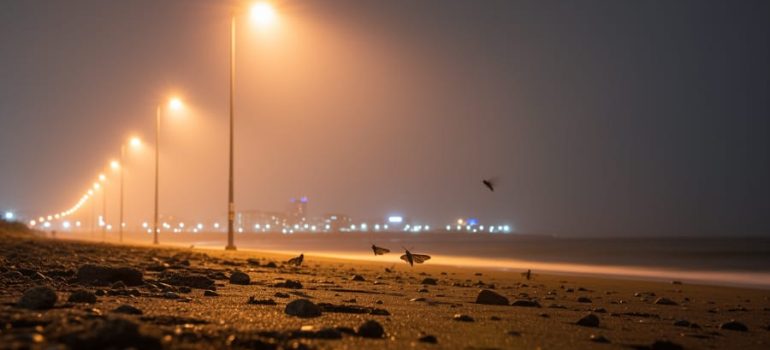 Bright amber streetlights at night create orange skyglow over a coastal shoreline, with wildlife silhouettes near the lighted area.
